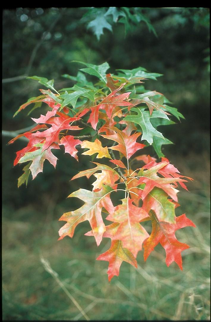 Quercus Shumardii Single Stem - View 14 from www redcrocus com