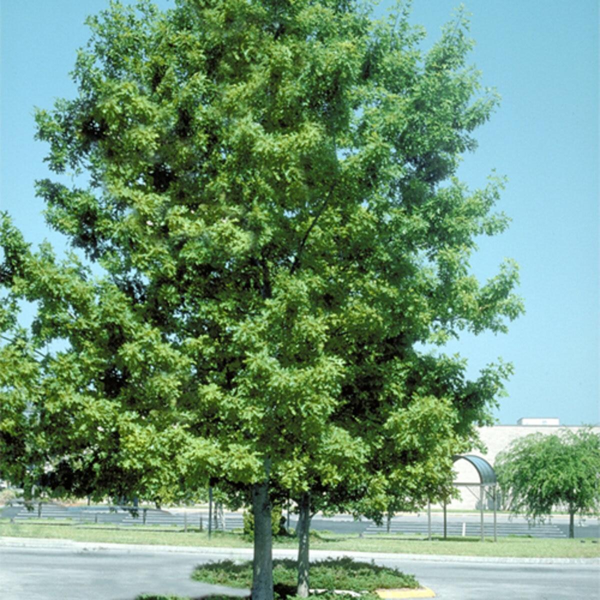 Quercus Shumardii Single Stem - View 15 from www redcrocus com