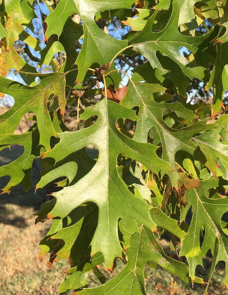 Quercus Shumardii Single Stem - View 18 from www redcrocus com