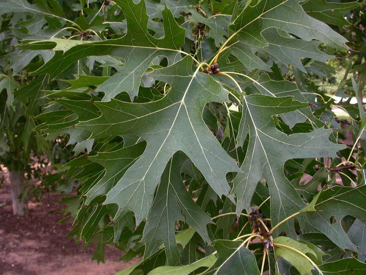 Quercus Shumardii Single Stem - View 1 from www redcrocus com