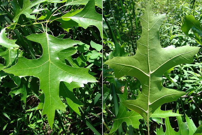 Quercus Shumardii Single Stem - View 20 from www redcrocus com