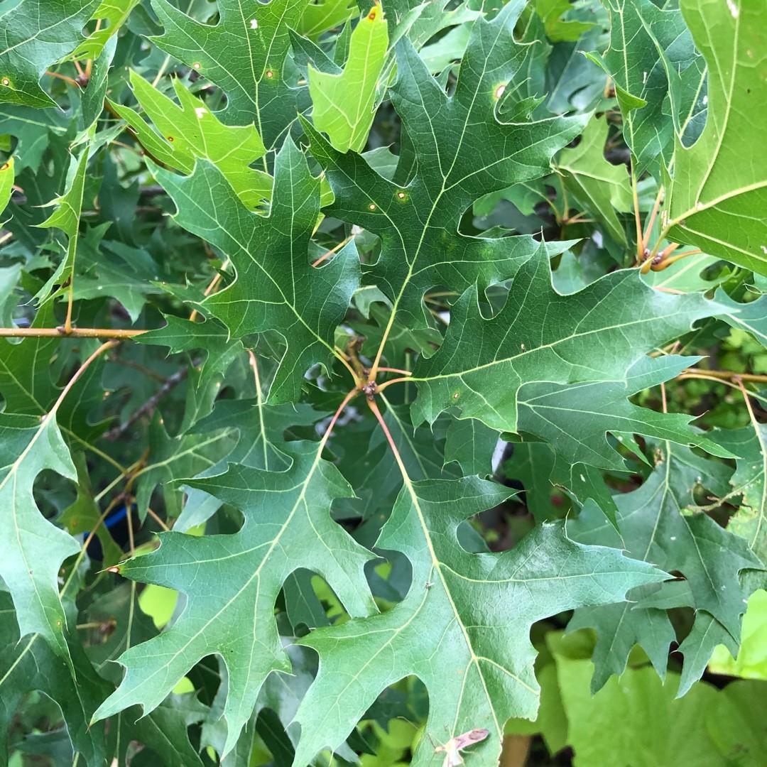 Quercus Shumardii Single Stem - View 2 from www redcrocus com