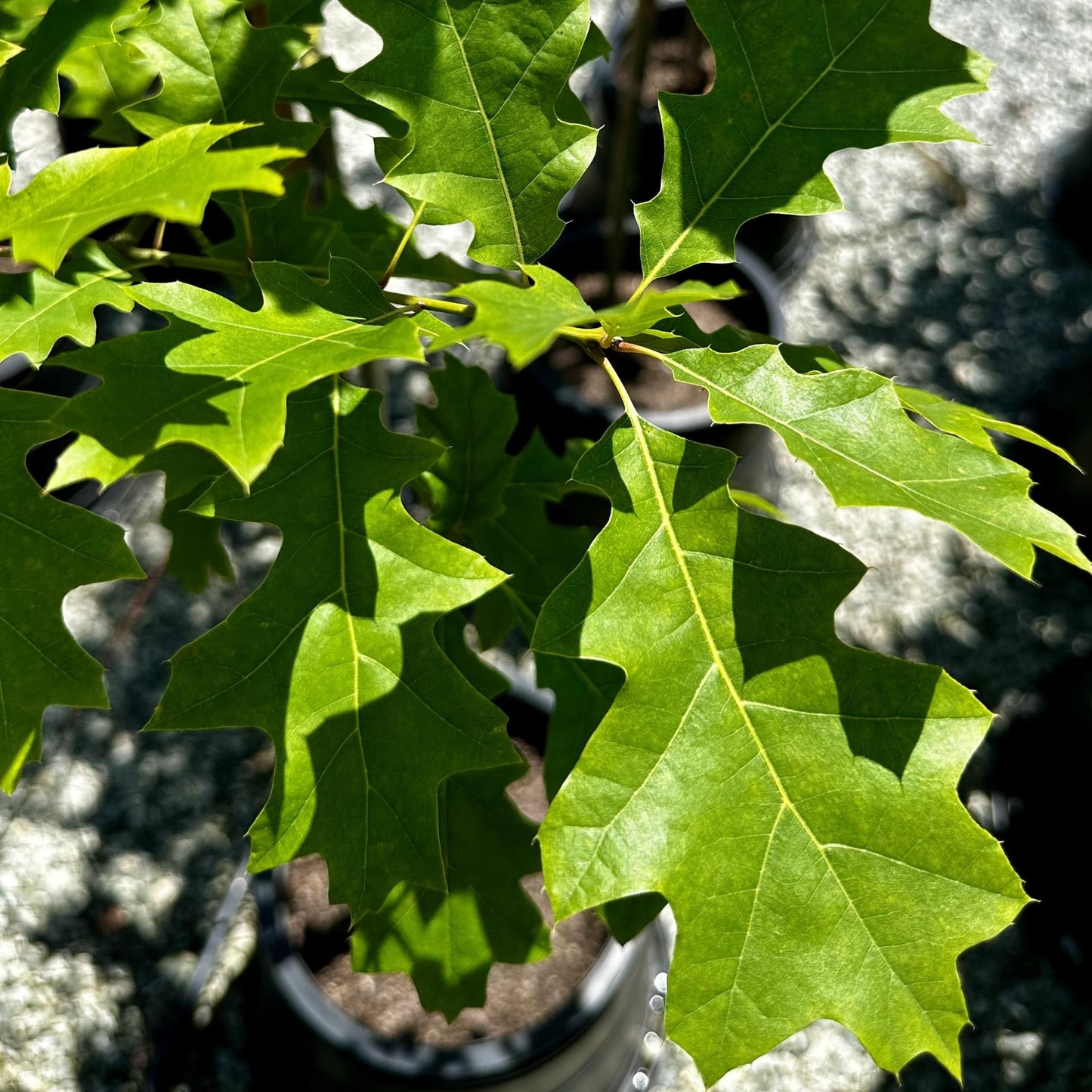 Quercus Shumardii Single Stem - View 3 from www redcrocus com