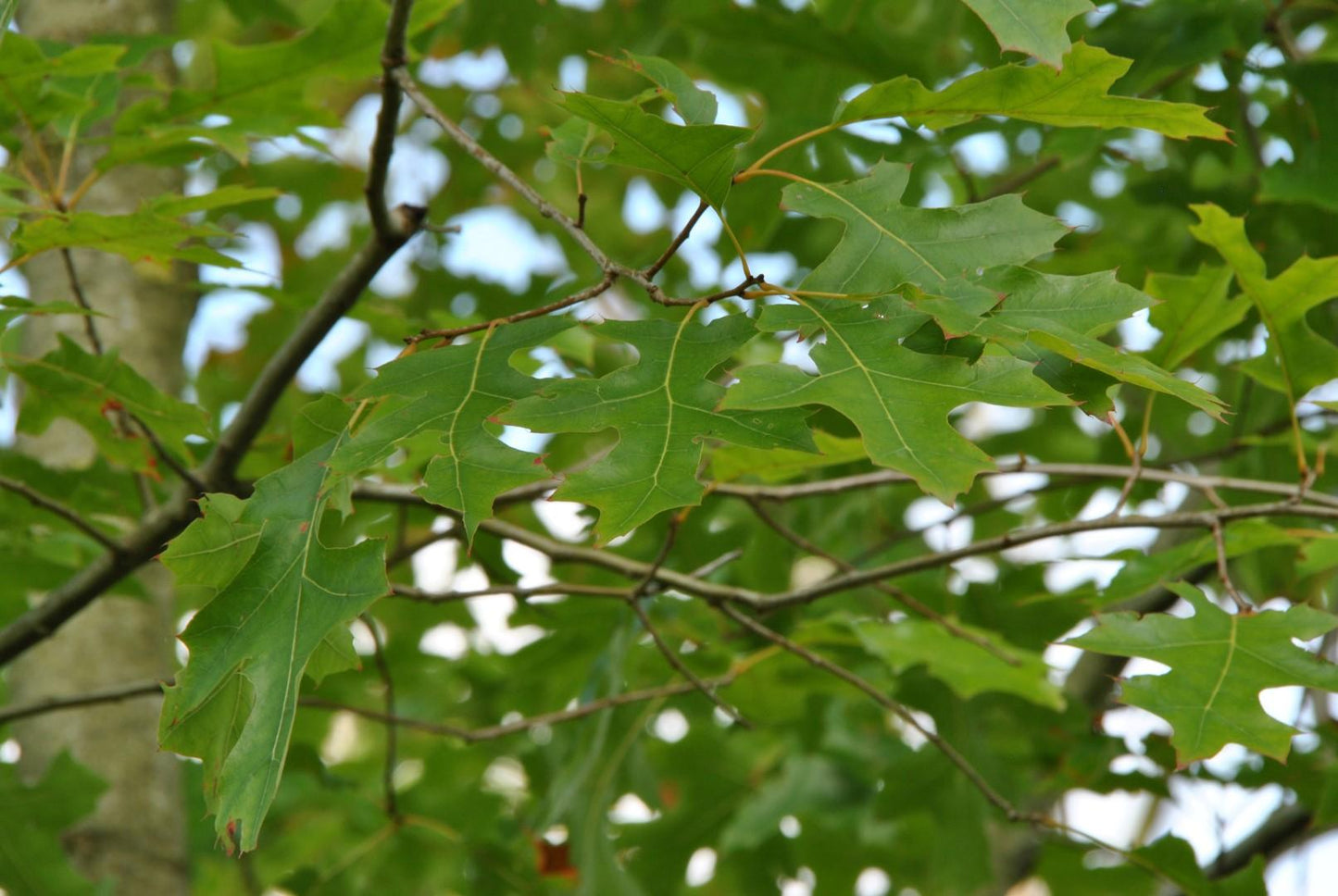 Quercus Shumardii Single Stem - View 7 from www redcrocus com