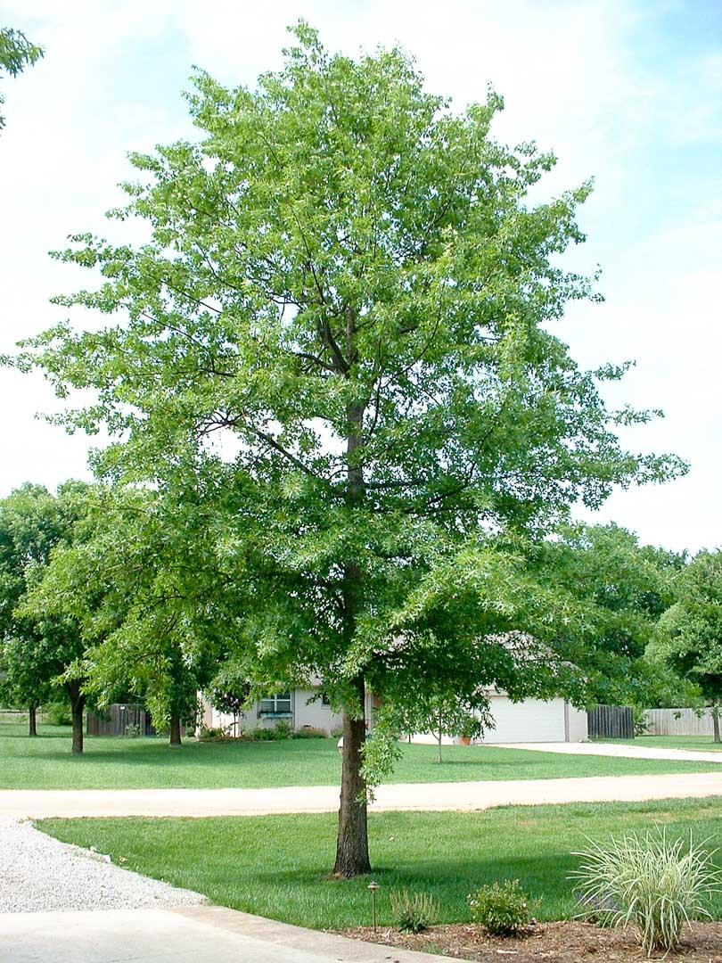 Quercus Shumardii Single Stem - View 8 from www redcrocus com