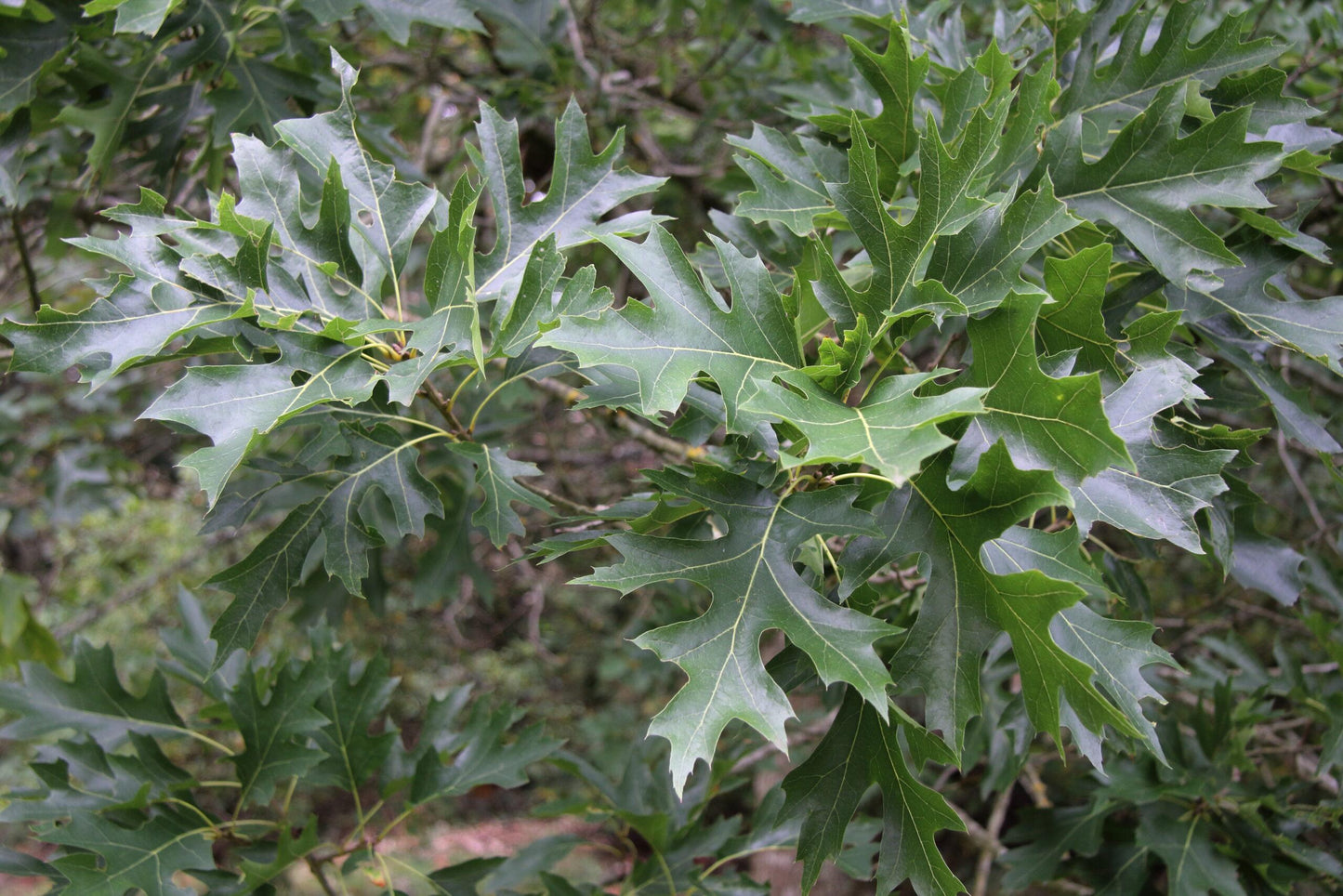 Quercus Shumardii Single Stem - View 9 from www redcrocus com