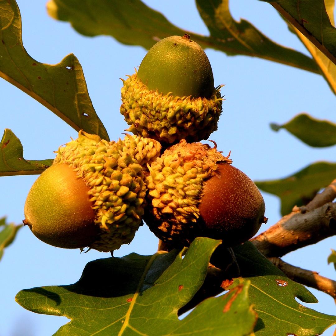 Quercus Macrocarpa Single Stem - View 10 from www redcrocus com