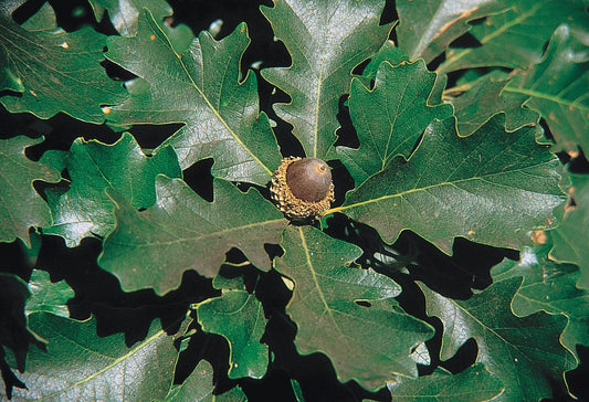 Quercus Macrocarpa Single Stem - View 1 from www redcrocus com