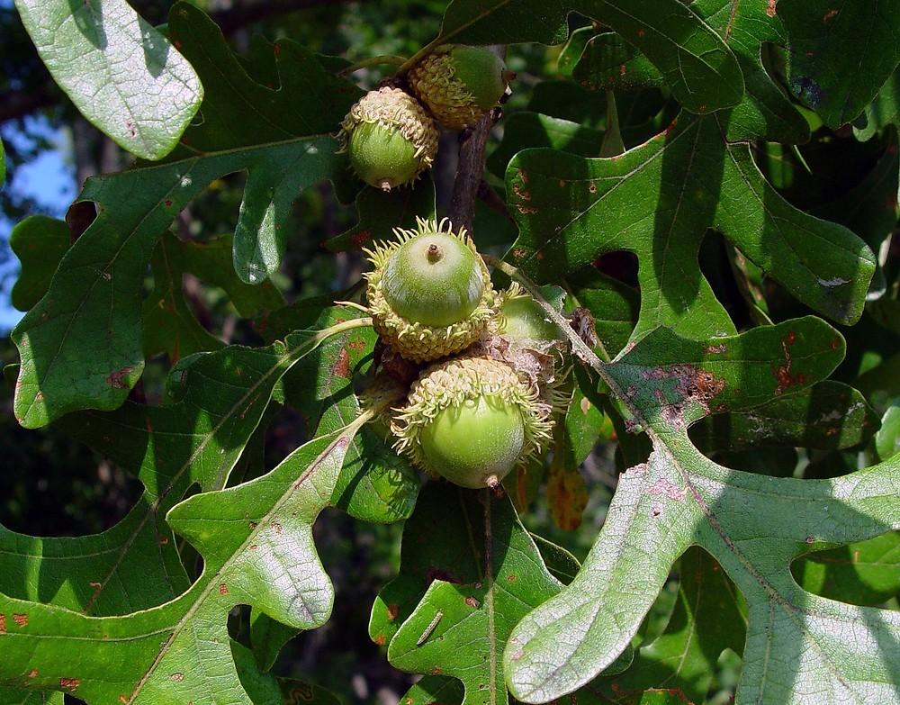 Quercus Macrocarpa Single Stem - View 5 from www redcrocus com