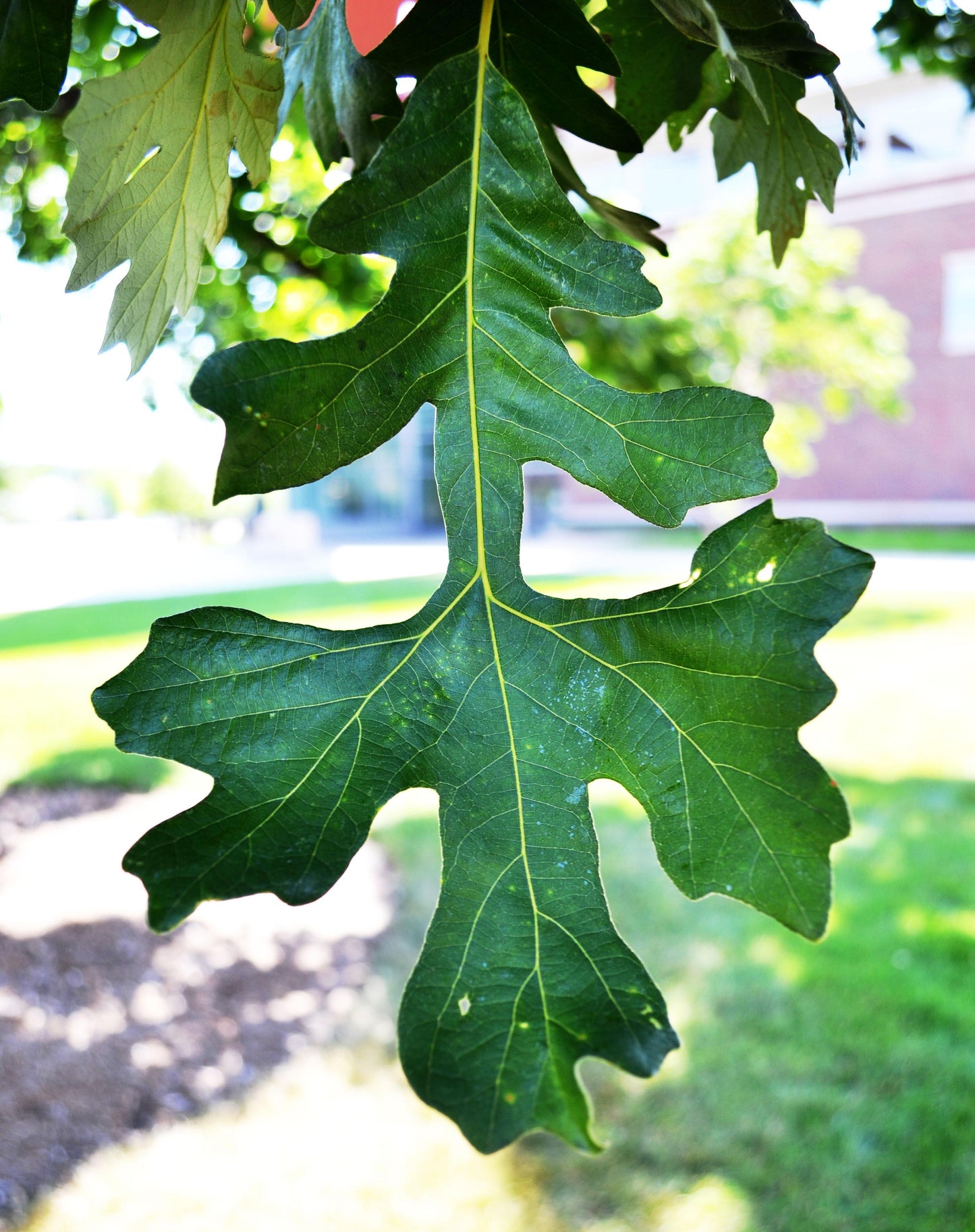 Quercus Macrocarpa Single Stem - View 7 from www redcrocus com