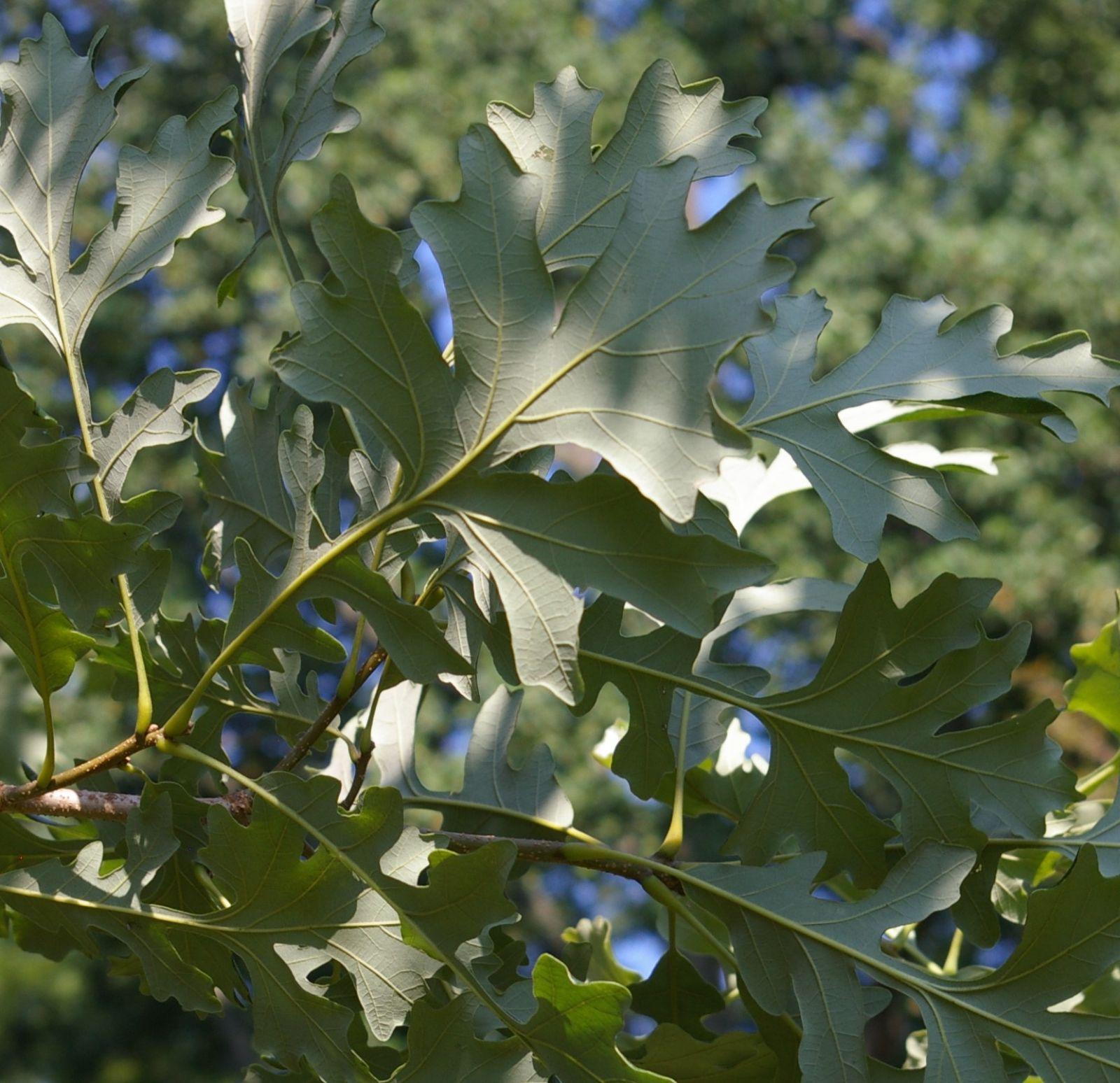 Quercus Macrocarpa Single Stem - View 9 from www redcrocus com