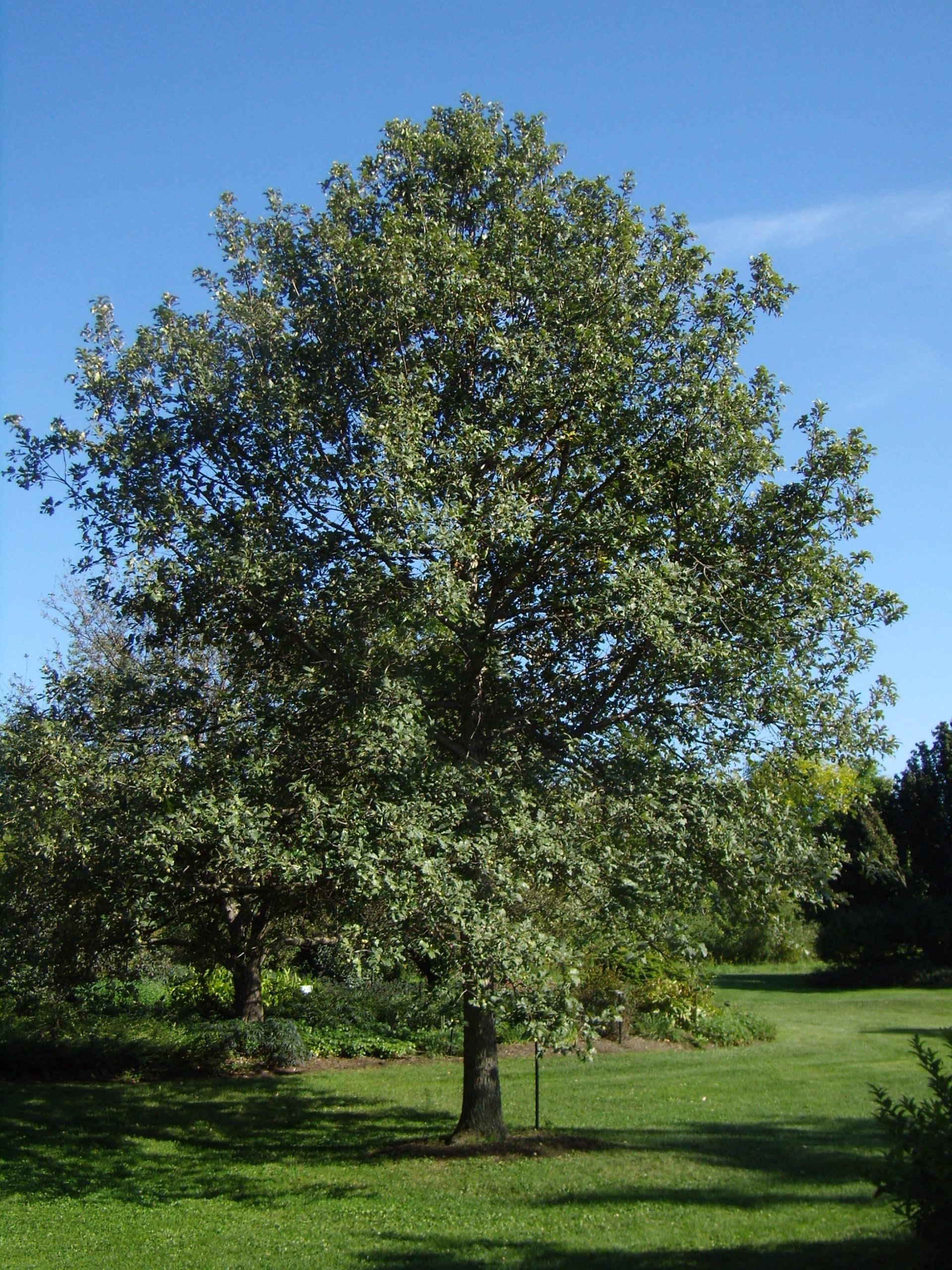 Quercus Bicolor Single Stem - View 4 from www redcrocus com