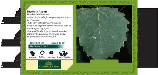 Populus X 'summer Shimmer' Single Stem - View 10 from www redcrocus com