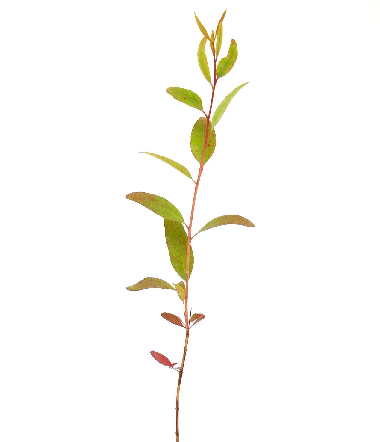 Populus X 'summer Shimmer' Single Stem - View 11 from www redcrocus com