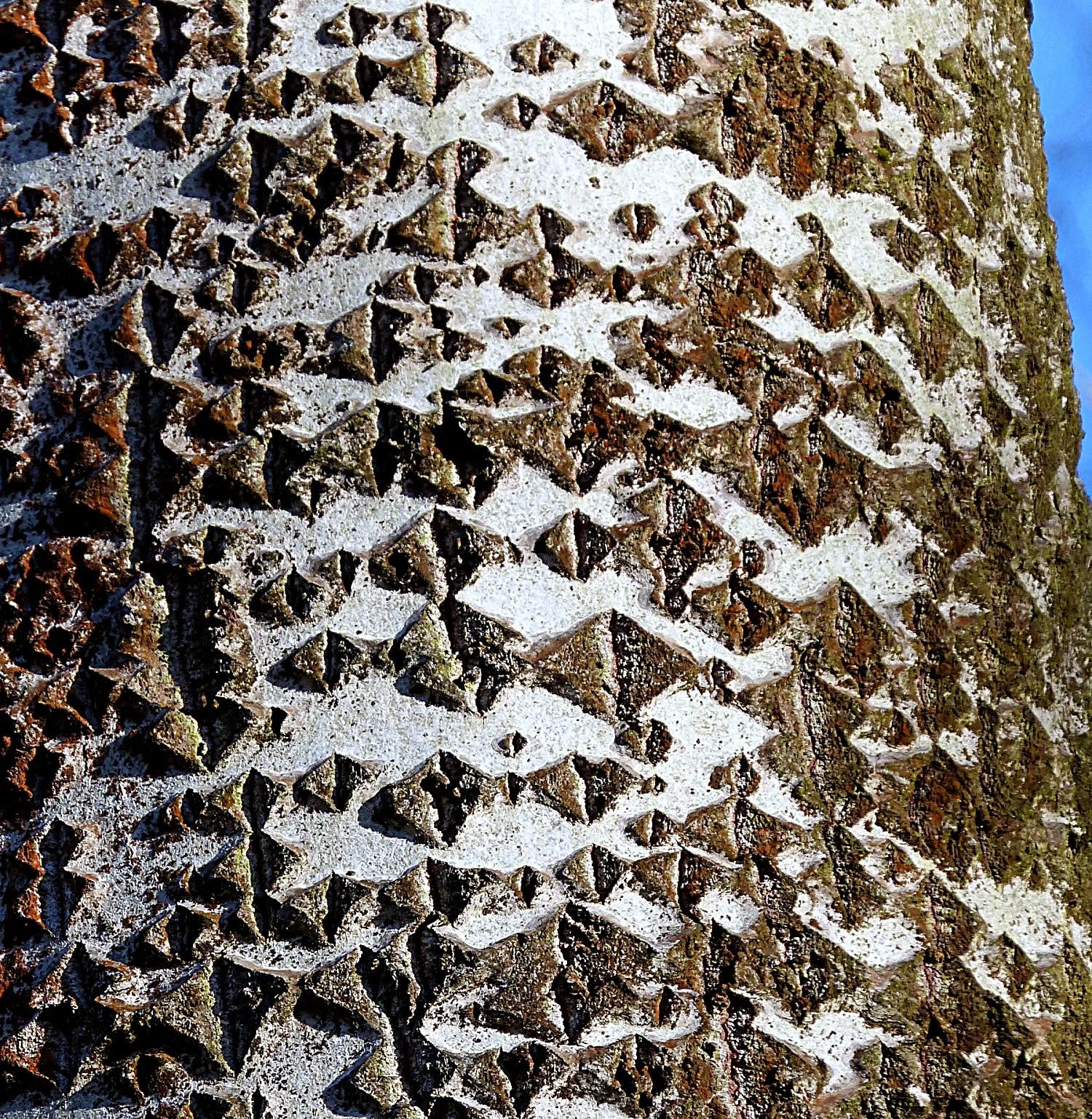 Populus X 'summer Shimmer' Single Stem - View 13 from www redcrocus com