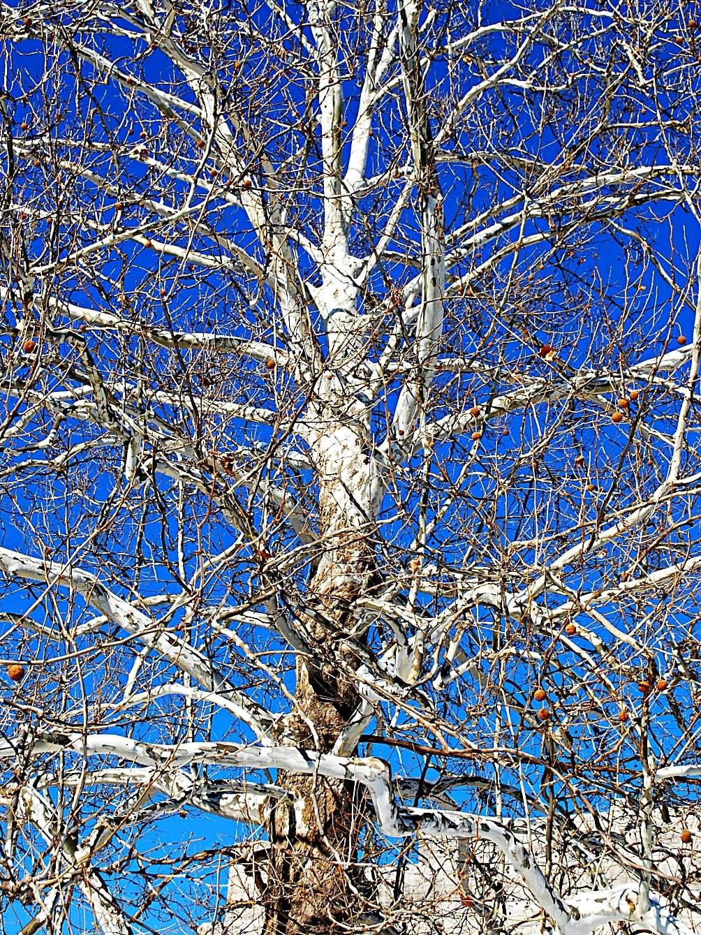 Populus X 'summer Shimmer' Single Stem - View 15 from www redcrocus com