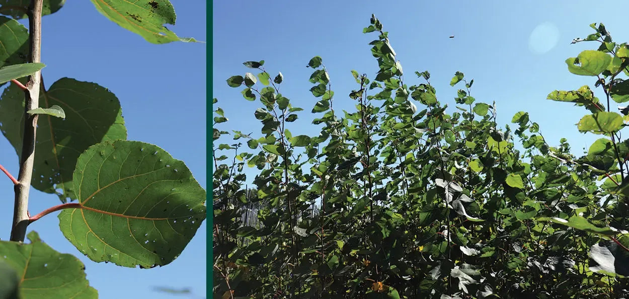 Populus X 'summer Shimmer' Single Stem - View 19 from www redcrocus com