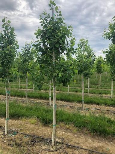 Populus X 'summer Shimmer' Single Stem - View 1 from www redcrocus com