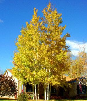 Populus X 'summer Shimmer' Single Stem - View 20 from www redcrocus com