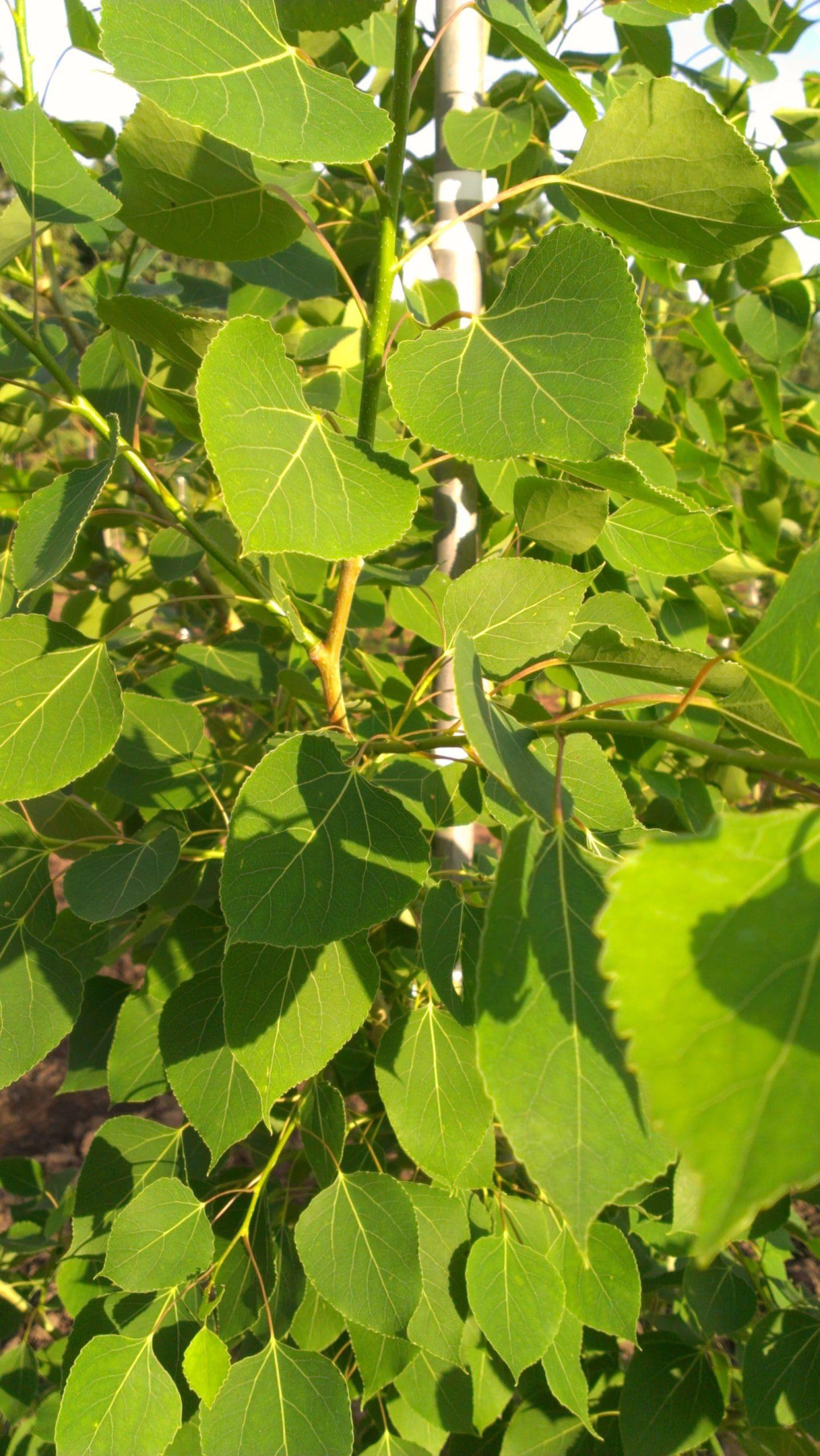 Populus X 'summer Shimmer' Single Stem - View 21 from www redcrocus com