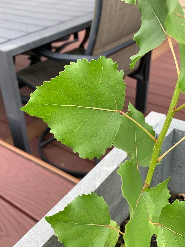 Populus X 'summer Shimmer' Single Stem - View 22 from www redcrocus com