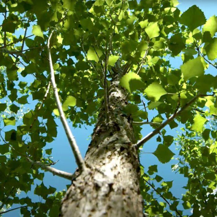 Populus X 'summer Shimmer' Single Stem - View 25 from www redcrocus com