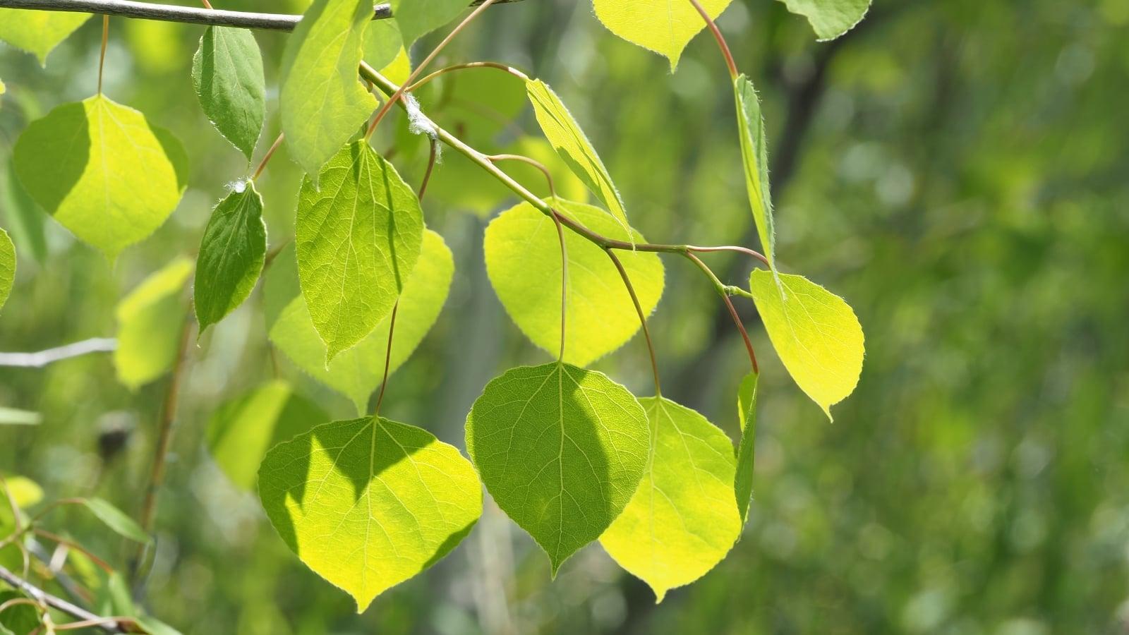 Populus X 'summer Shimmer' Single Stem - View 26 from www redcrocus com