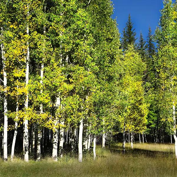 Populus X 'summer Shimmer' Single Stem - View 2 from www redcrocus com