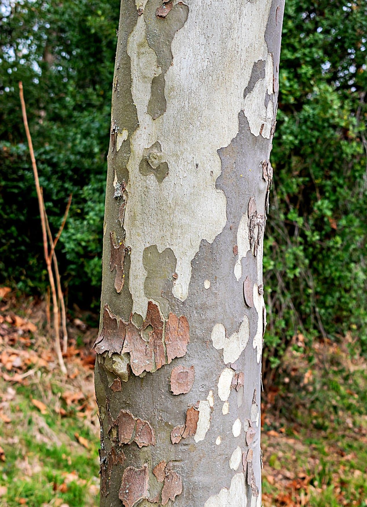 Populus X 'summer Shimmer' Single Stem - View 30 from www redcrocus com