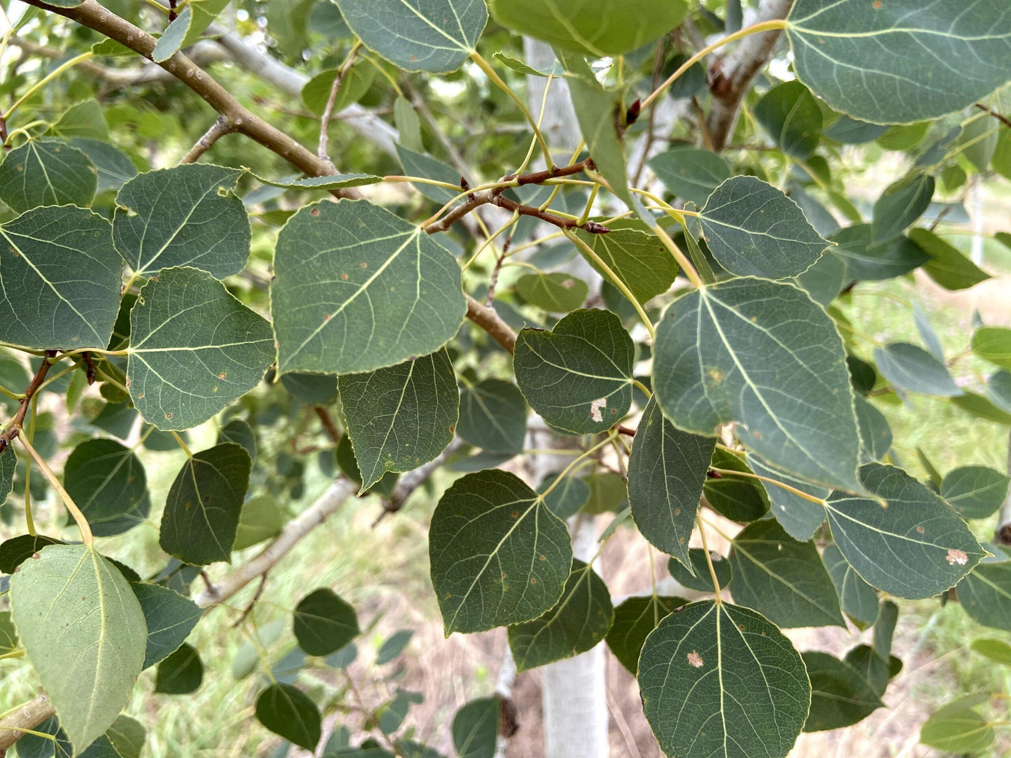 Populus X 'summer Shimmer' Single Stem - View 3 from www redcrocus com