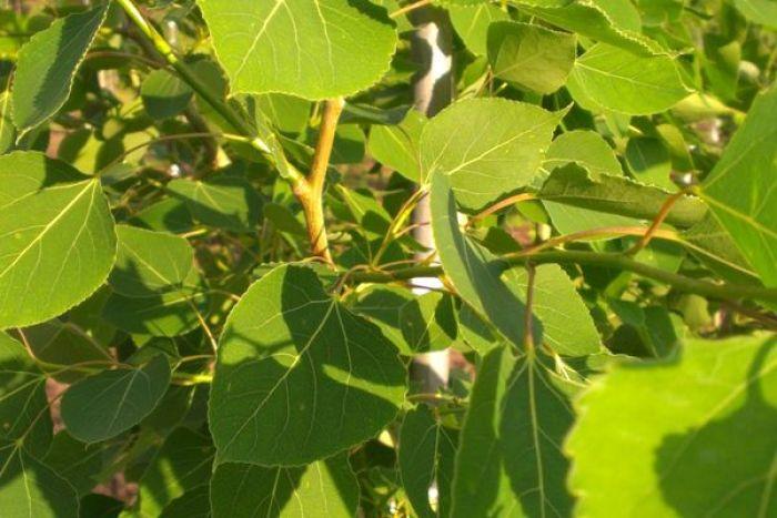 Populus X 'summer Shimmer' Single Stem - View 6 from www redcrocus com