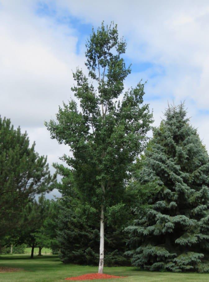 Populus X 'summer Shimmer' Single Stem - View 8 from www redcrocus com