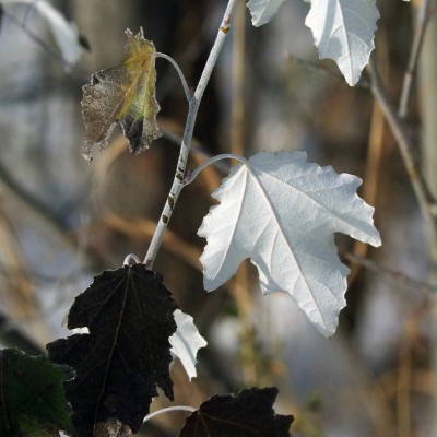 Populus X 'summer Shimmer' Single Stem - View 9 from www redcrocus com