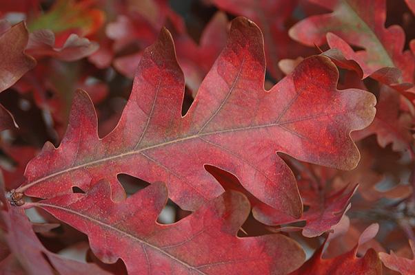Quercus Bimundorum 'crimson Spire' - View 10 from www redcrocus com