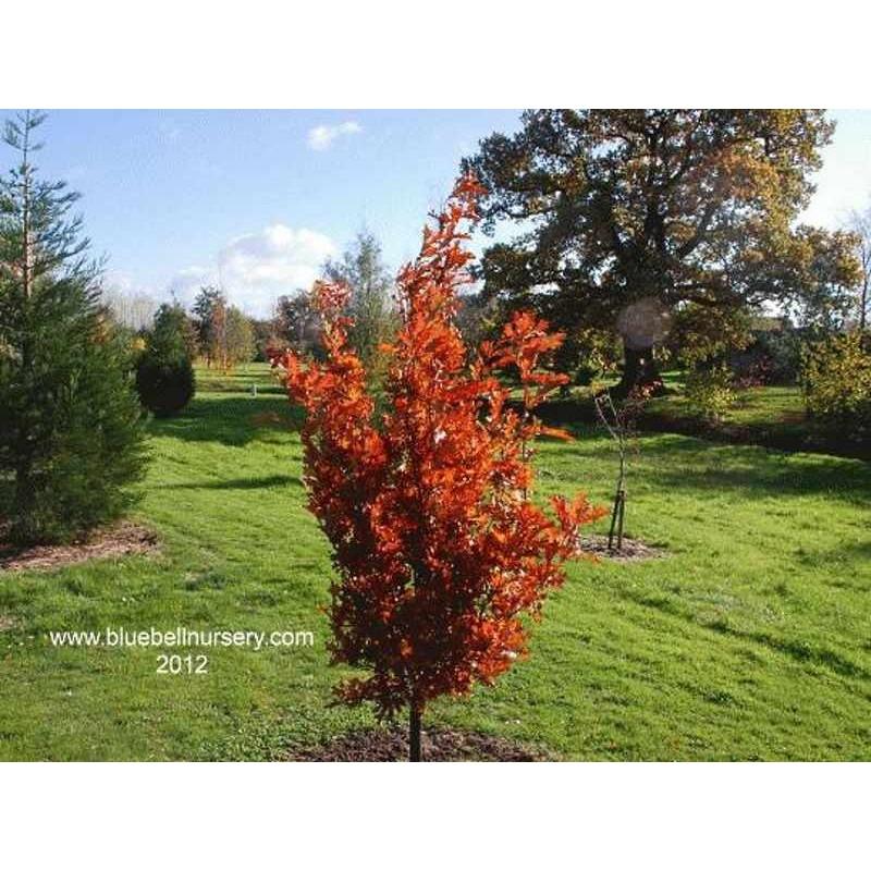 Quercus Bimundorum 'crimson Spire' - View 12 from www redcrocus com