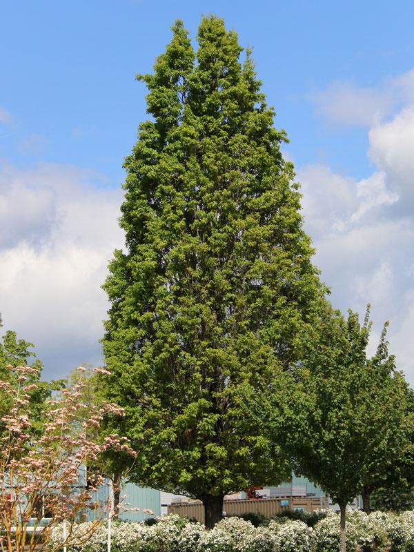 Quercus Bimundorum 'crimson Spire' - View 13 from www redcrocus com