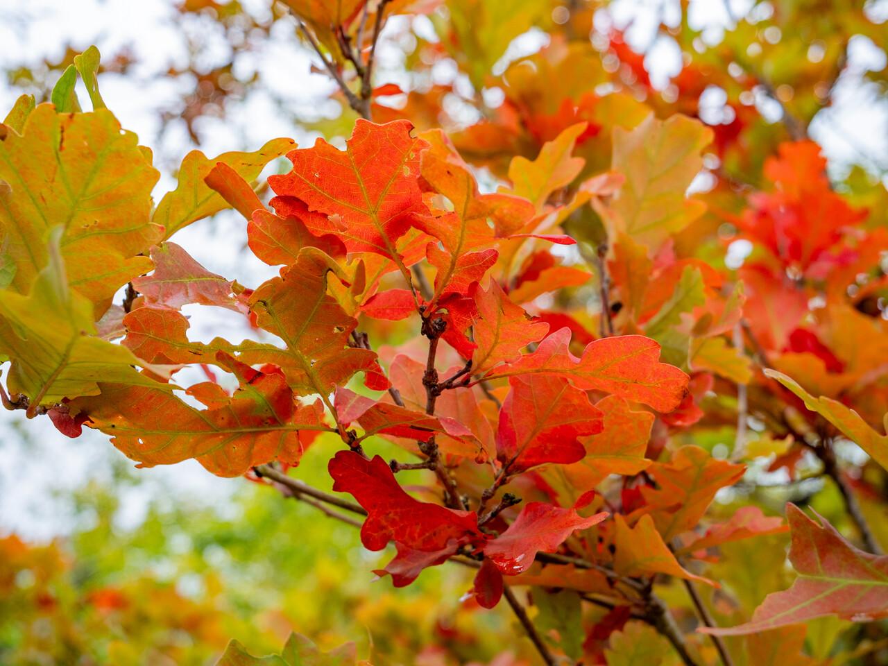 Quercus Bimundorum 'crimson Spire' - View 14 from www redcrocus com
