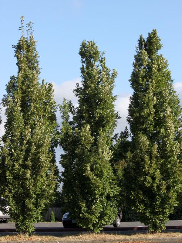 Quercus Bimundorum 'crimson Spire' - View 15 from www redcrocus com