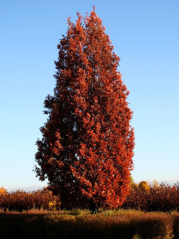 Quercus Bimundorum 'crimson Spire' - View 17 from www redcrocus com