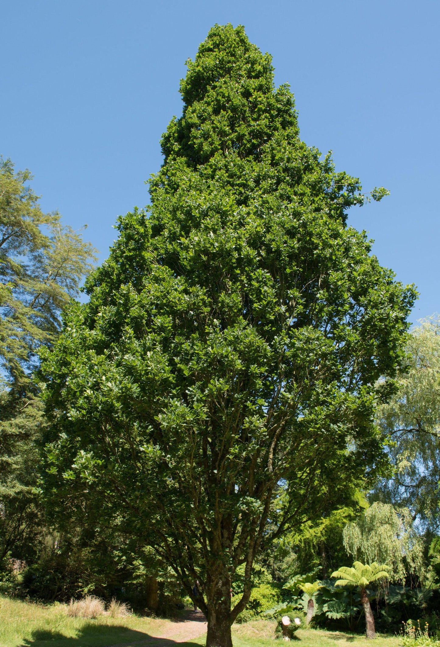 Quercus Bimundorum 'crimson Spire' - View 19 from www redcrocus com