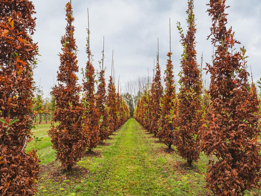 Quercus Bimundorum 'crimson Spire' - View 1 from www redcrocus com
