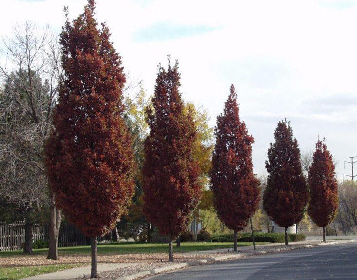 Quercus Bimundorum 'crimson Spire' - View 23 from www redcrocus com