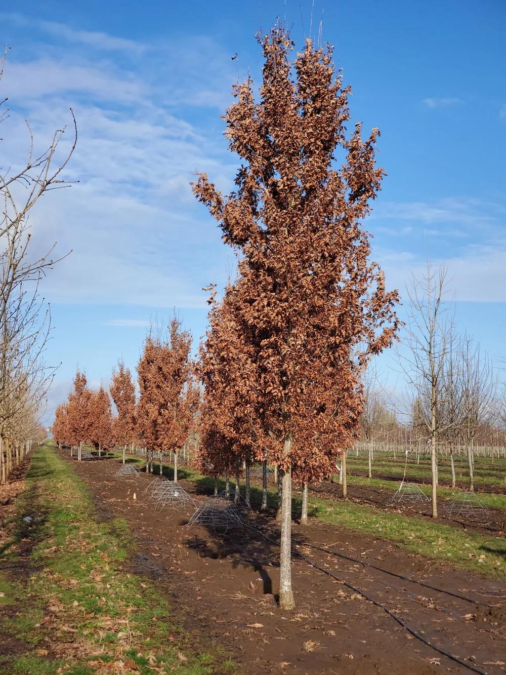 Quercus Bimundorum 'crimson Spire' - View 24 from www redcrocus com
