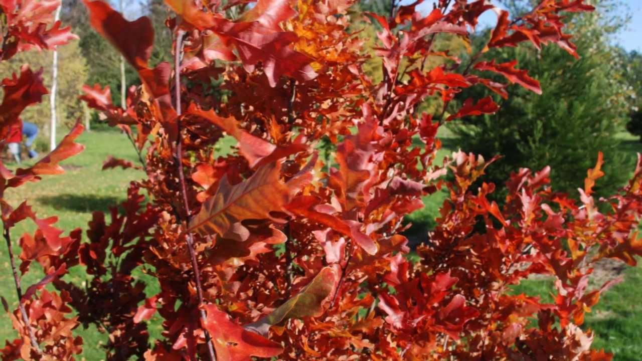 Quercus Bimundorum 'crimson Spire' - View 26 from www redcrocus com