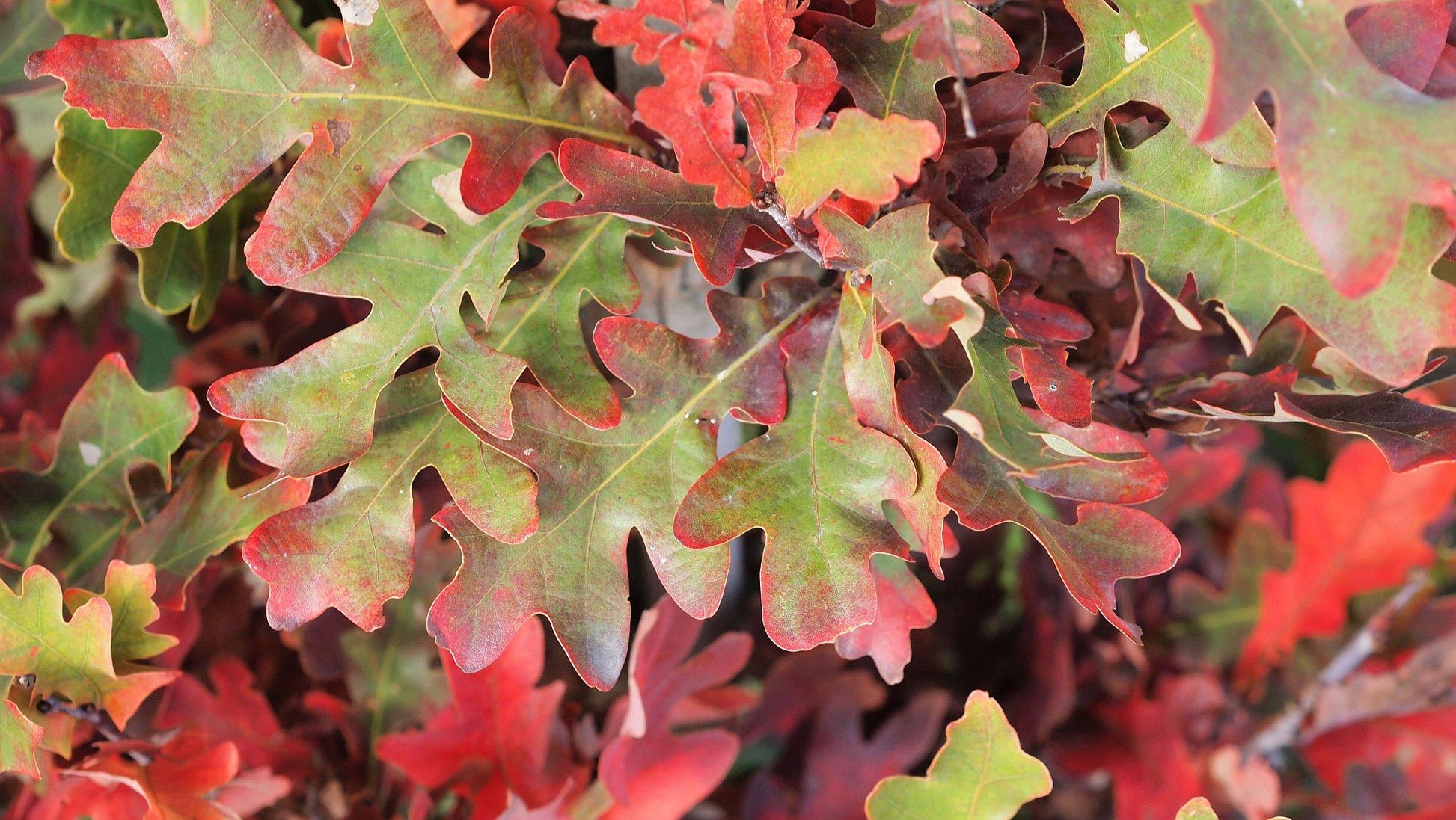 Quercus Bimundorum 'crimson Spire' - View 31 from www redcrocus com