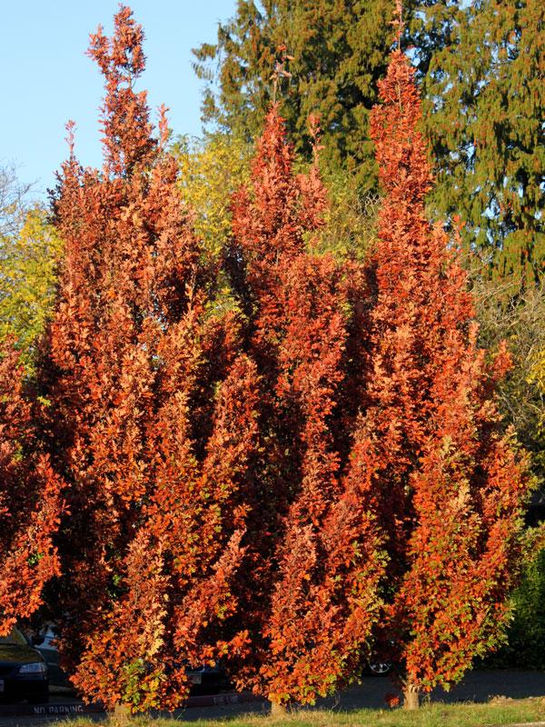 Quercus Bimundorum 'crimson Spire' - View 32 from www redcrocus com