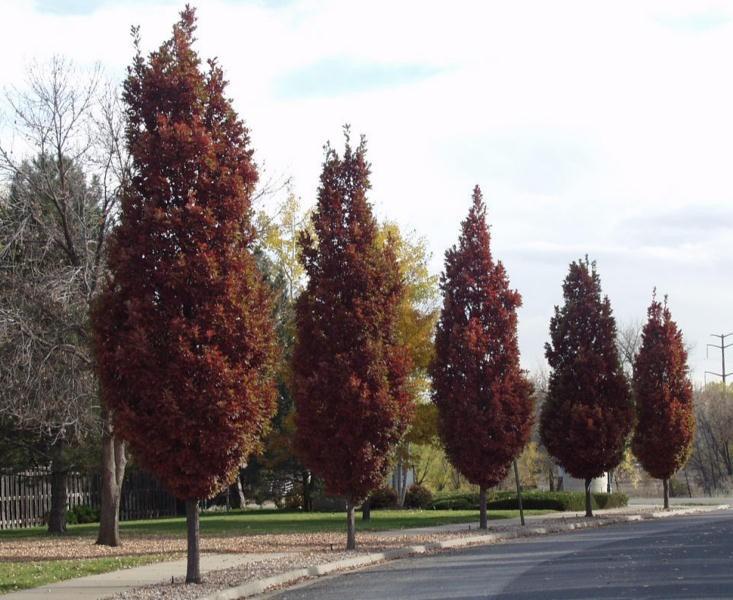 Quercus Bimundorum 'crimson Spire' - View 34 from www redcrocus com