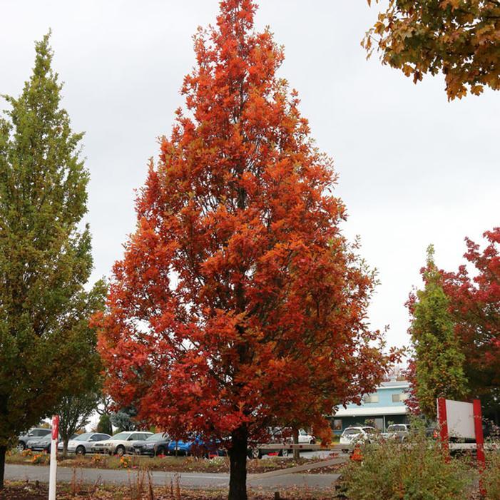 Quercus Bimundorum 'crimson Spire' - View 35 from www redcrocus com