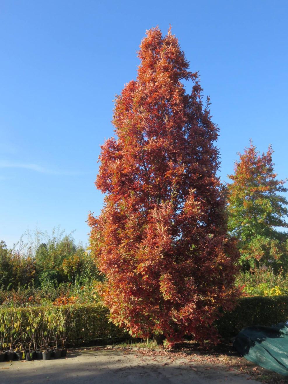Quercus Bimundorum 'crimson Spire' - View 5 from www redcrocus com