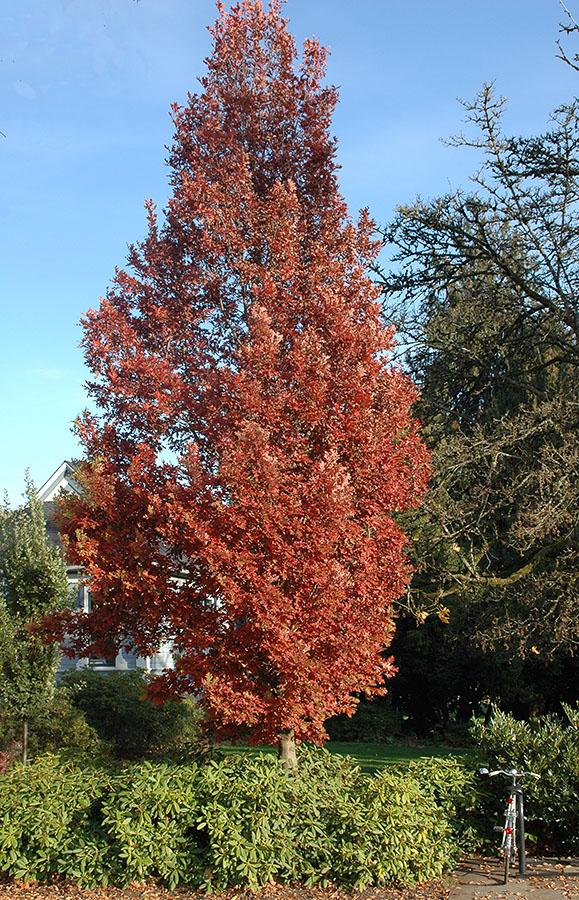 Quercus Bimundorum 'crimson Spire' - View 7 from www redcrocus com